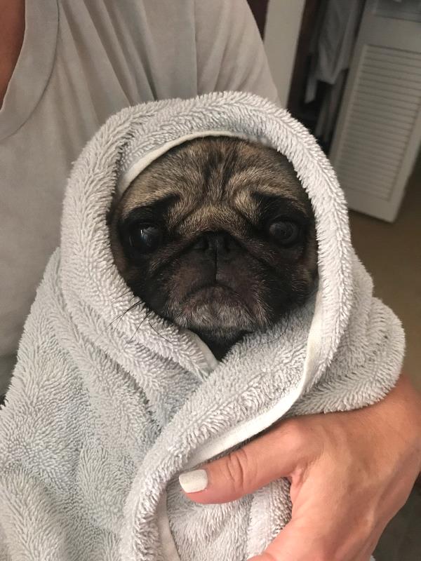 /images/uploads/pug nation rescue of los angeles/2018pugnation/entries/6325thumb.jpg